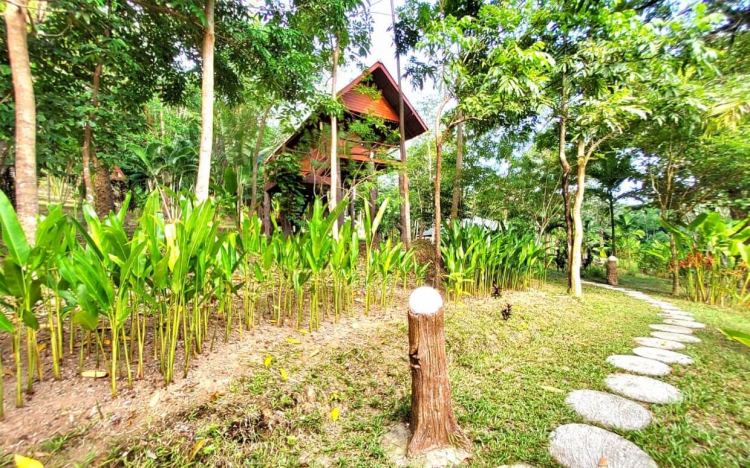 treehouse-koh-yao-noi-house-2 (12)-s